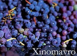 Xinomavro Grapes